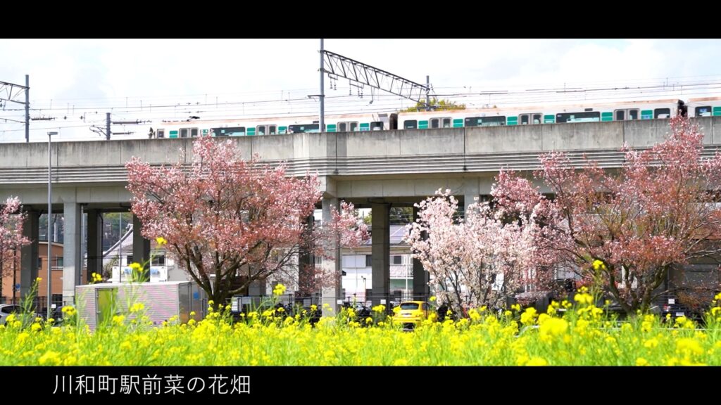 春（川和町駅前菜の花畑）